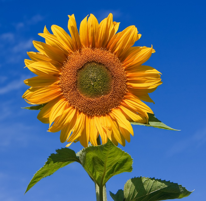 A fully open yellow sunflower on a stem with three green leaves is photographed against a blue summer sky.